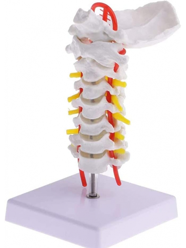 Lumbar Vertebrae With Sacrum Coccyx And Herniated Disc Life Size